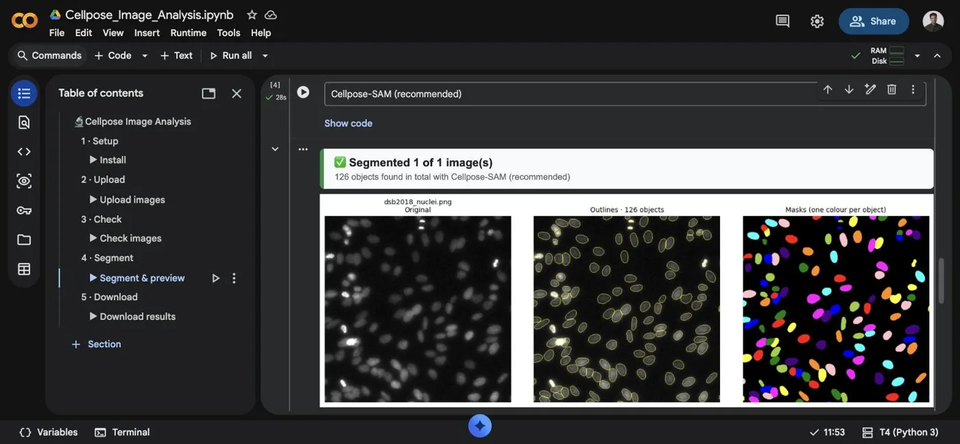 Cellpose-SAM found 126 nuclei: original, outlines and one colour per object
