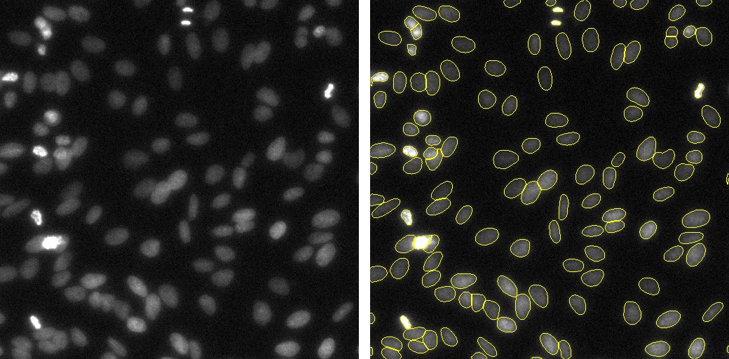 Left, a fluorescence image of nuclei. Right, the same image with a yellow outline drawn around each of the 126 nuclei Cellpose-SAM found