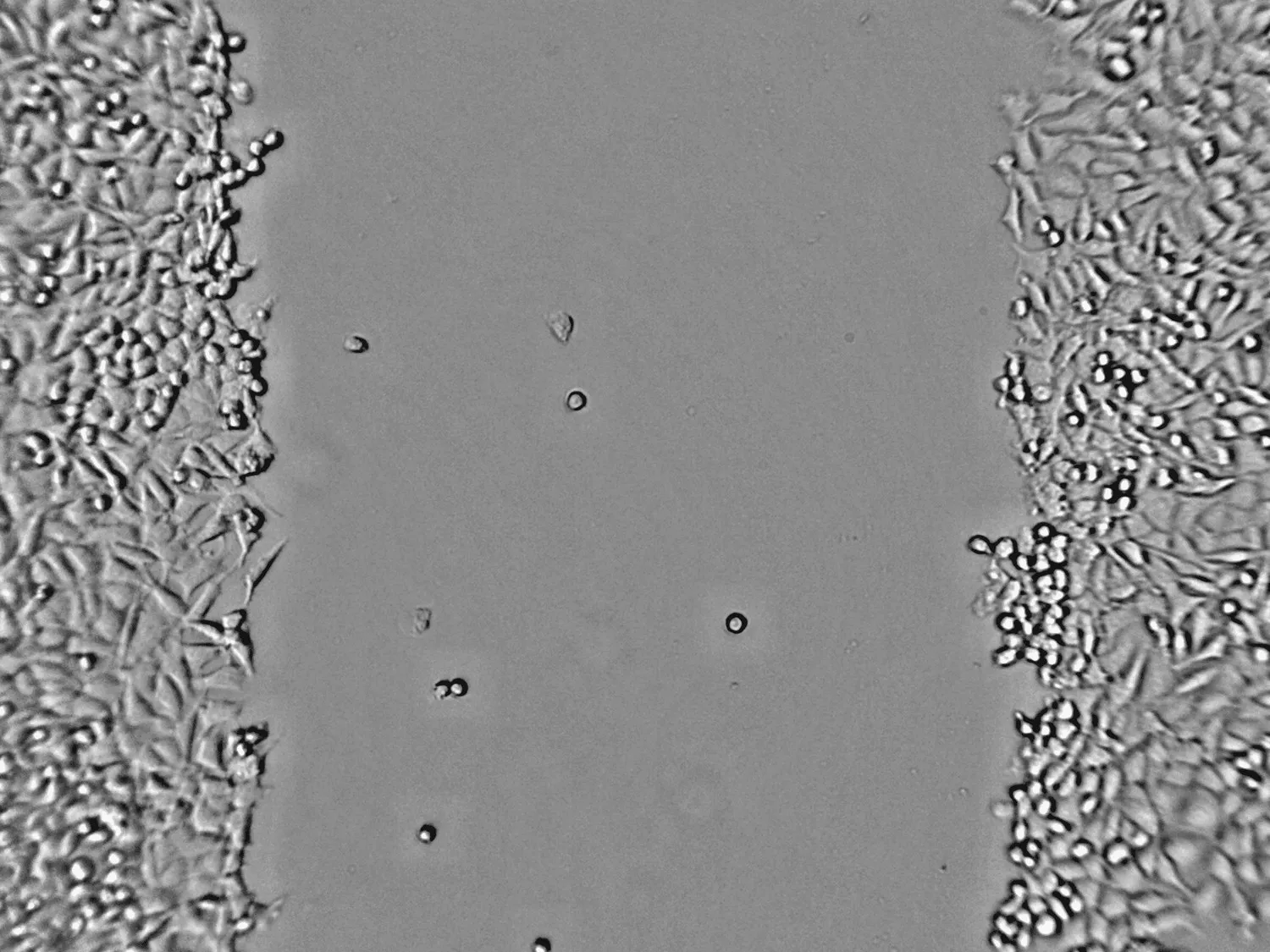 Raw scratch assay microscopy image