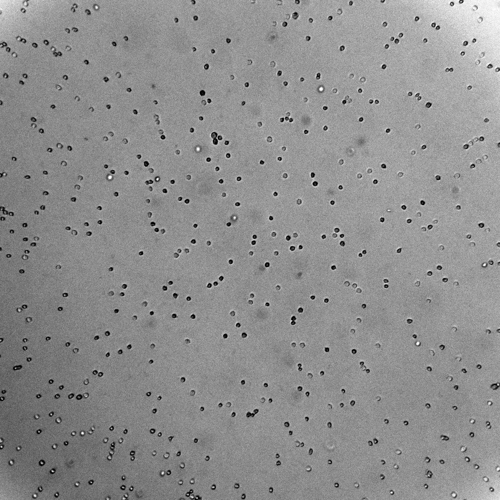 Raw suspension cell microscopy image